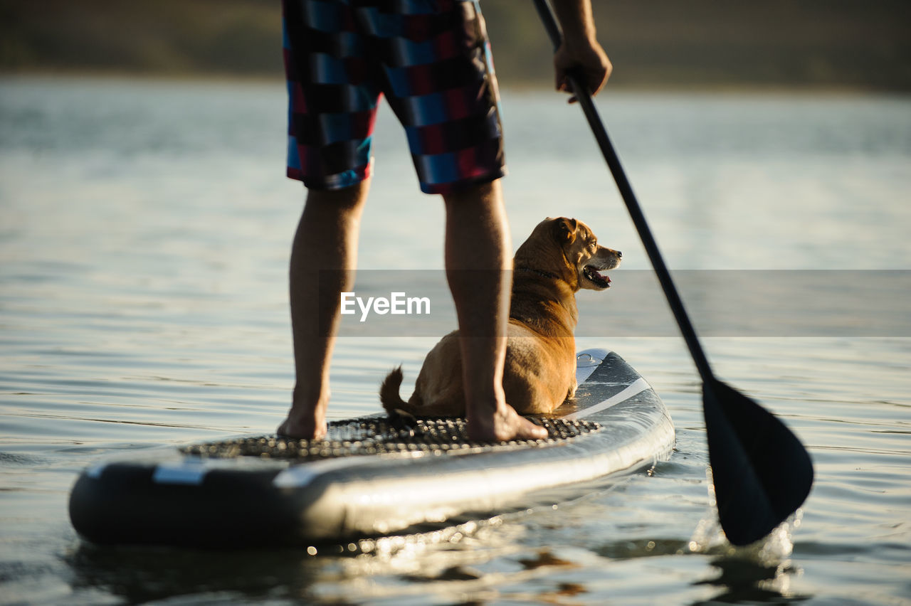 Low section of man paddleboarding with dog on lake during sunset