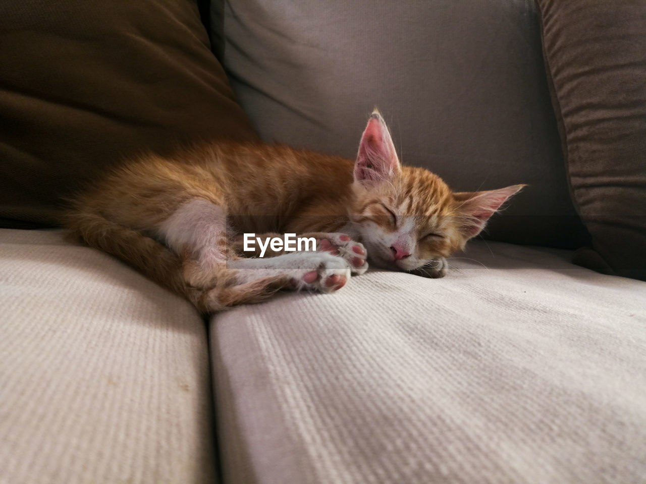 Kitten lying on sofa at home