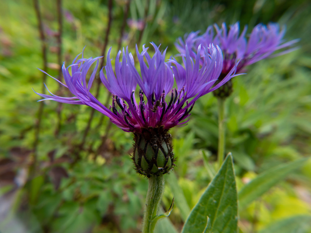Close-up of purple flower