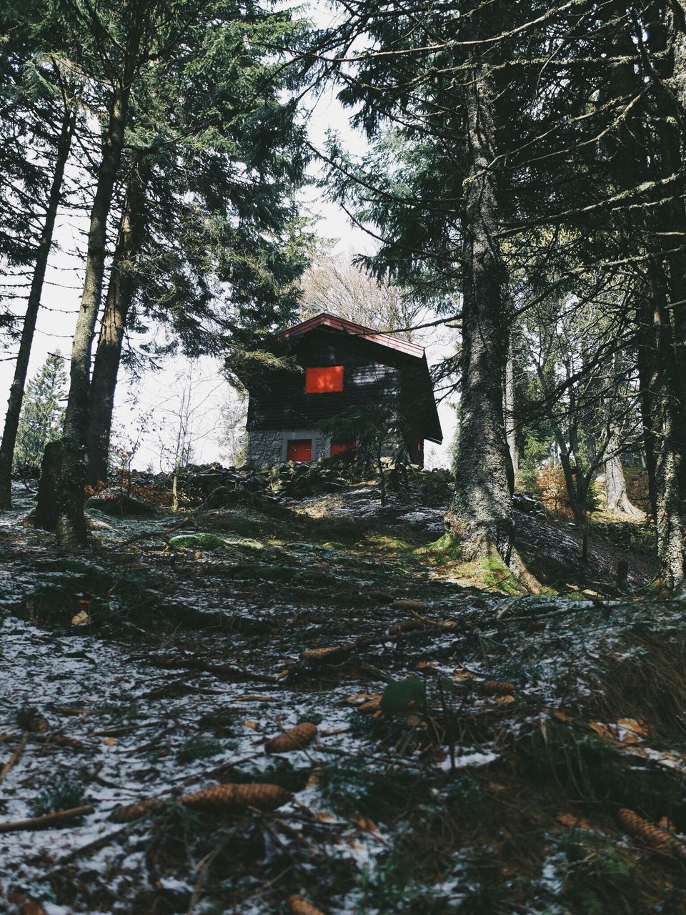 House on forest during winter