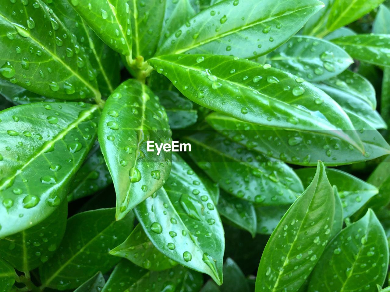 CLOSE-UP OF WET LEAVES