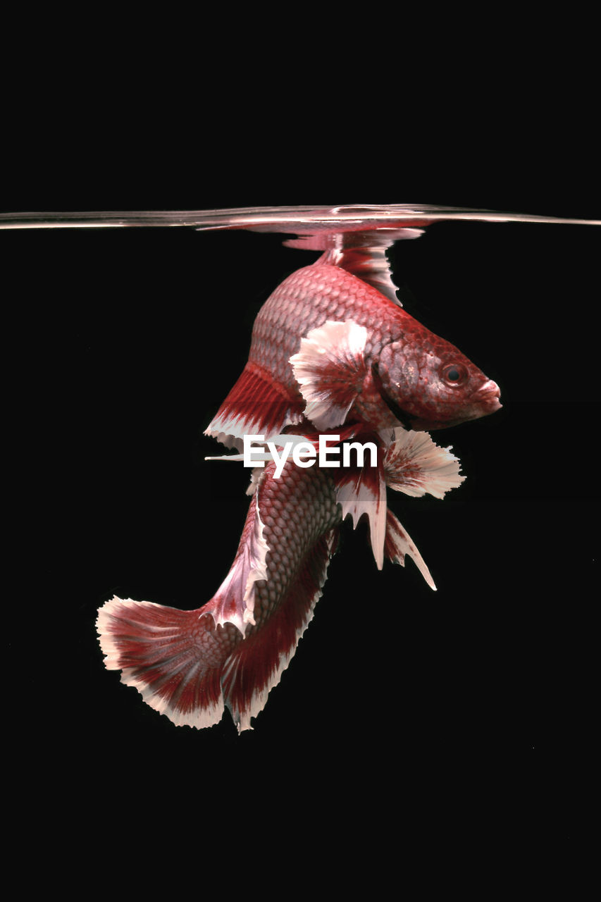 CLOSE-UP OF A FISH