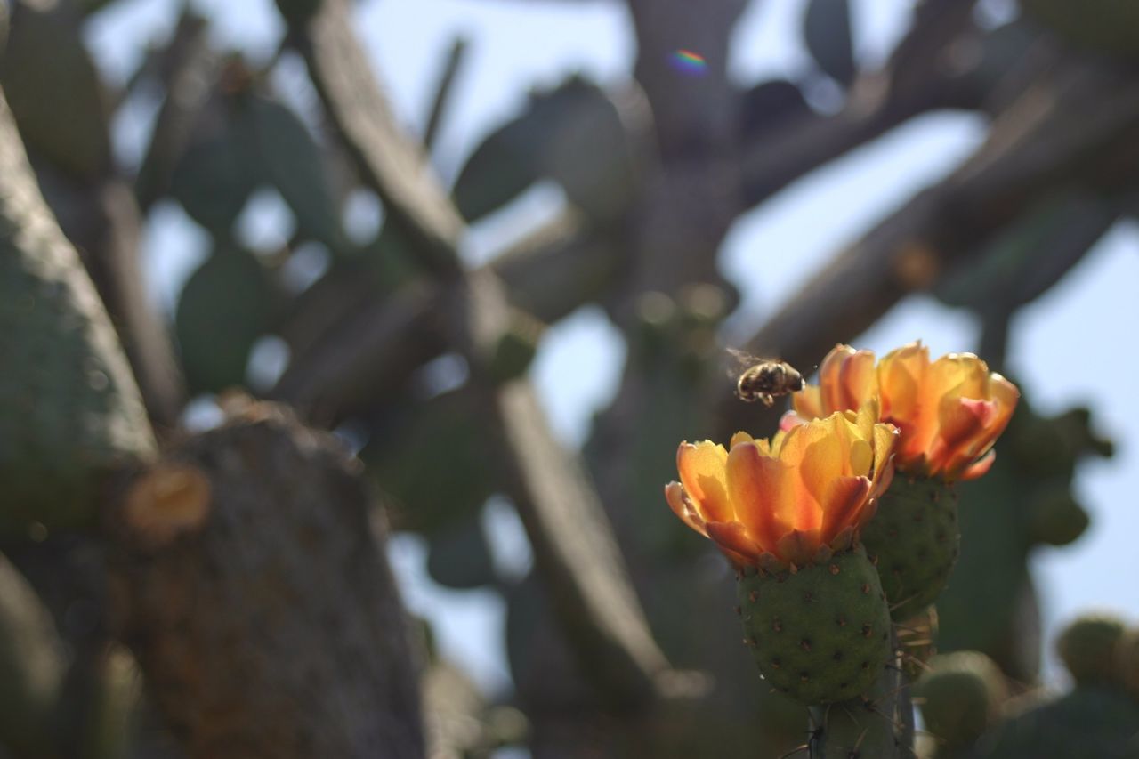 CLOSE-UP OF YELLOW FLOWERS BLOOMING