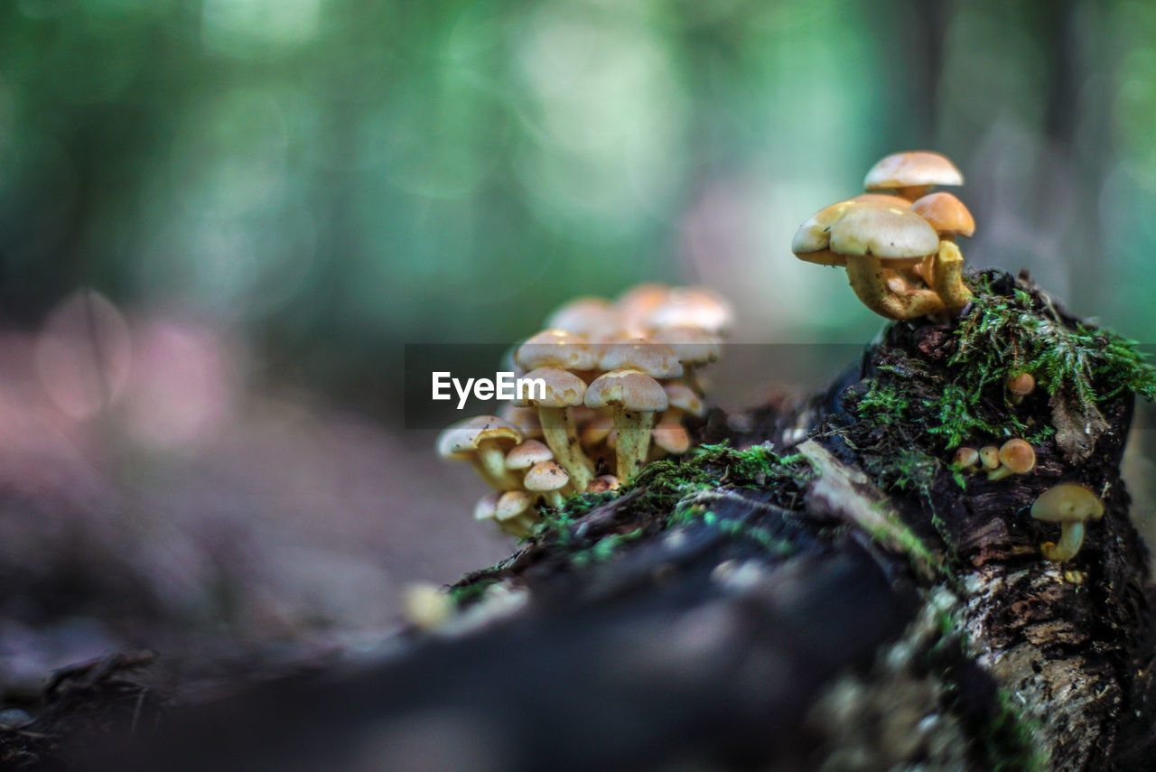 Close-up of mushrooms growing on tree trunk