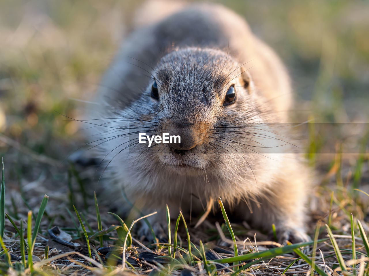 animal, animal themes, animal wildlife, one animal, mammal, wildlife, whiskers, portrait, looking at camera, rodent, nature, no people, prairie dog, squirrel, cute, grass, close-up, outdoors, front view, animal body part, day, plant, animal hair