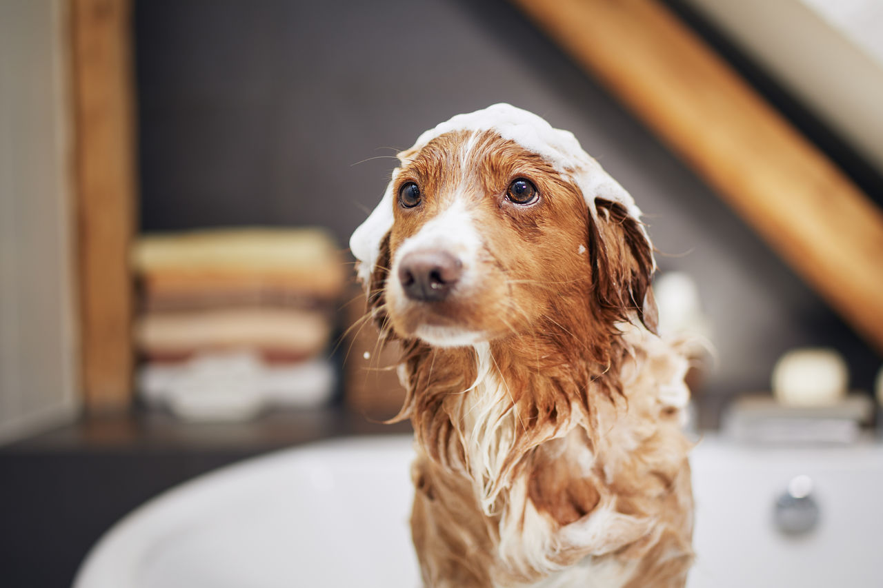Wet dog in bathtub at home. bathing of nova scotia duck tolling retriever.