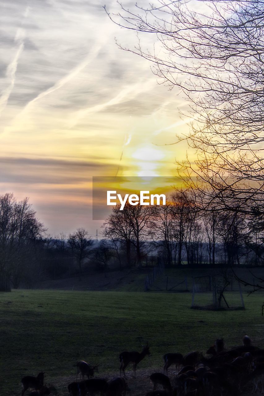 Dreamers Sunset Part Iii Sky Plant Sunset Tree On Eyeem