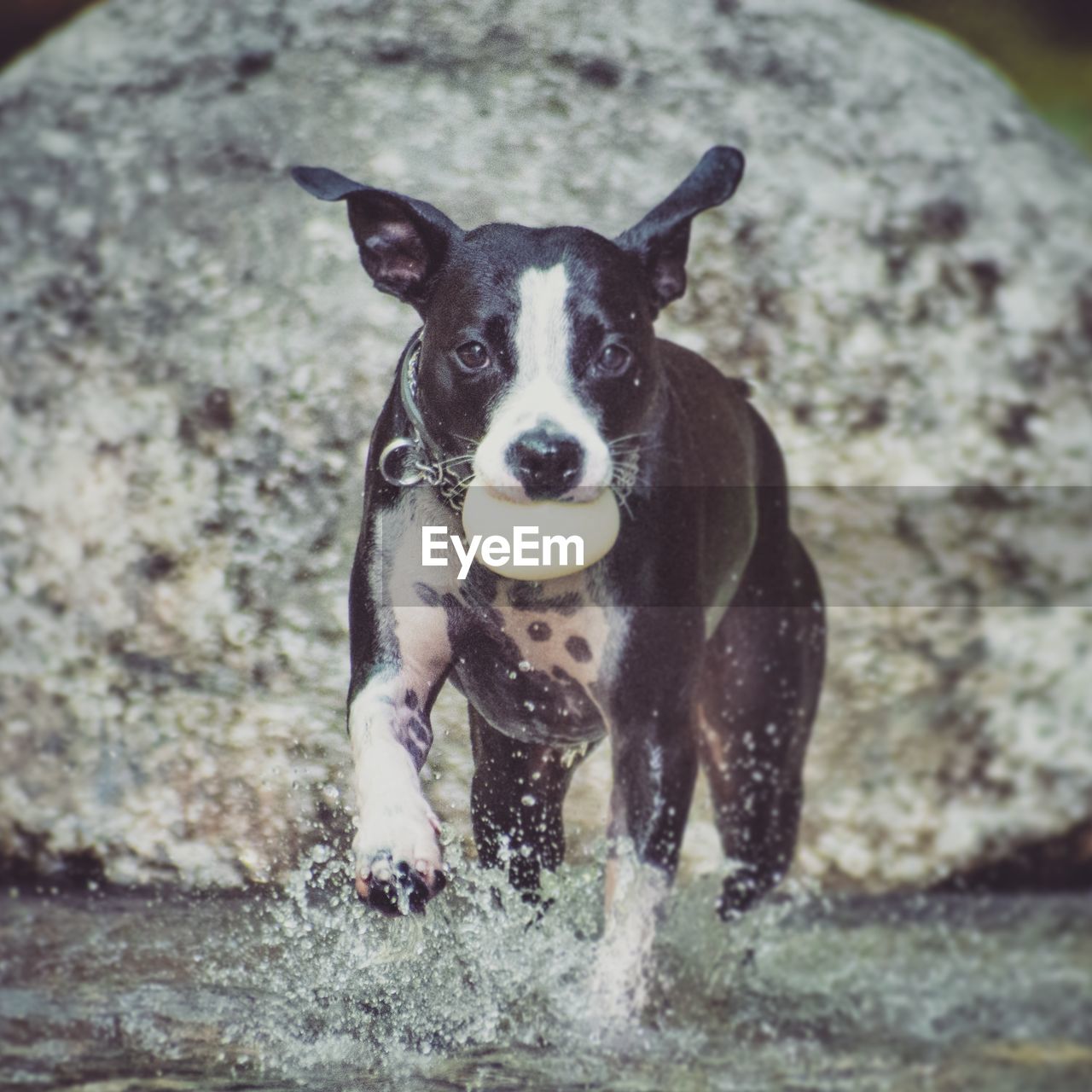 Portrait of dog running in water by rocks