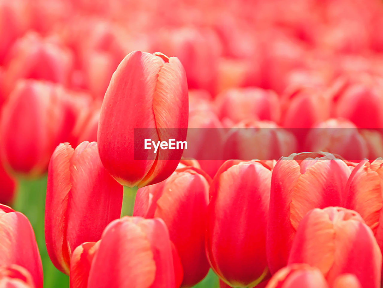 CLOSE-UP OF RED TULIP TULIPS