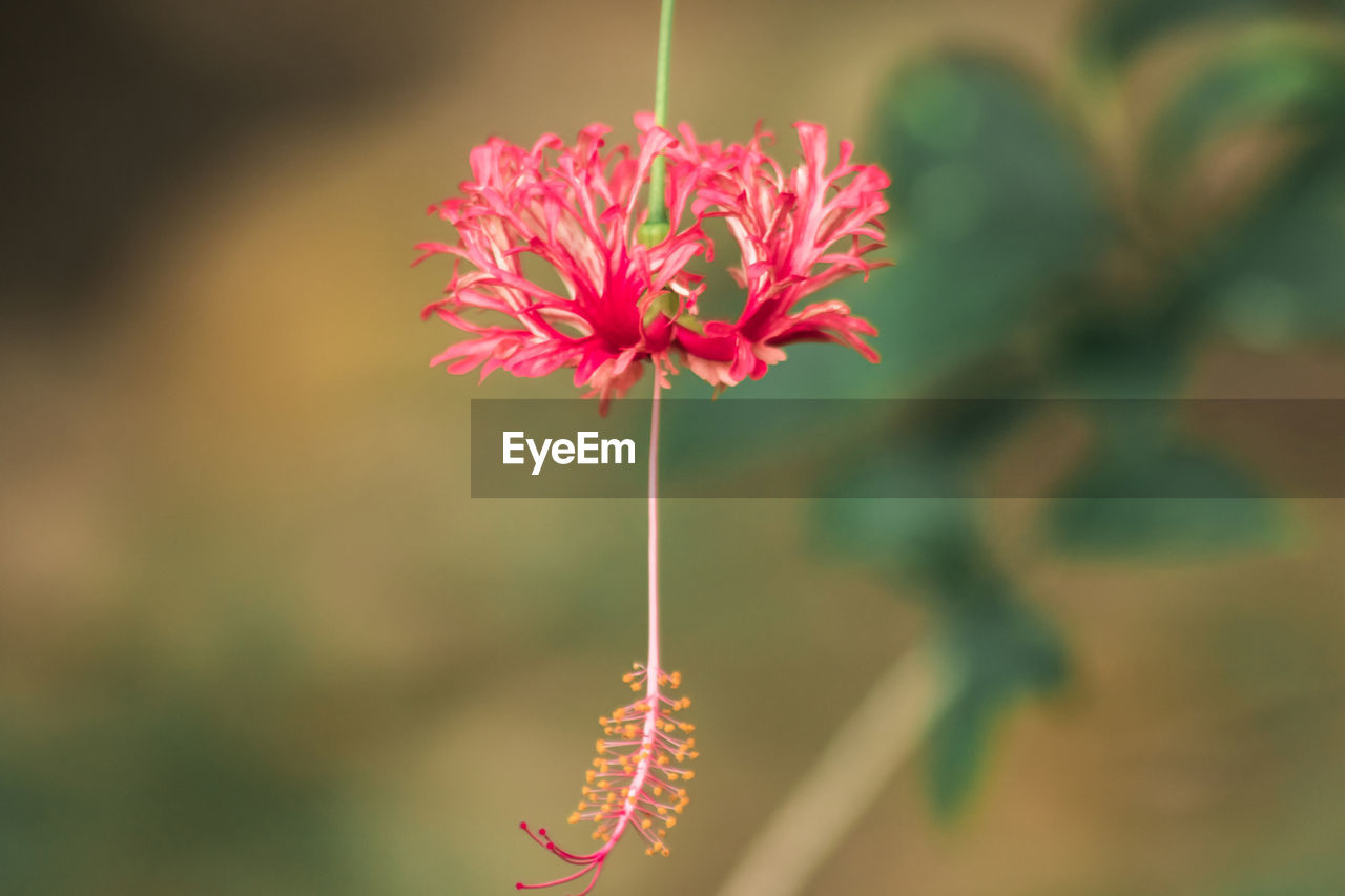 flower, flowering plant, plant, beauty in nature, freshness, close-up, nature, fragility, macro photography, pink, focus on foreground, flower head, blossom, leaf, petal, inflorescence, growth, green, no people, plant stem, outdoors, red, wildflower, day, selective focus, botany