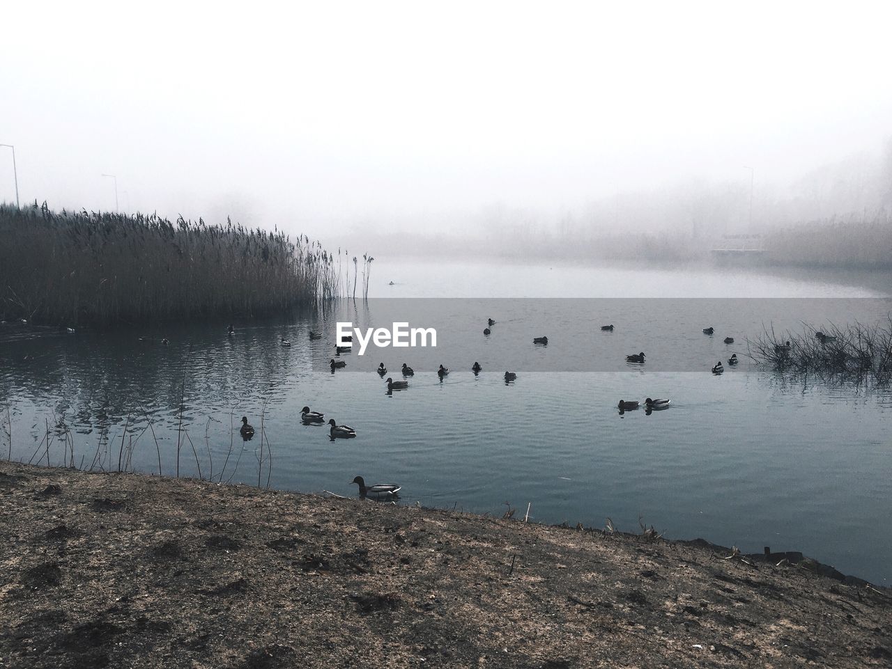 Ducks swimming in lake on foggy day