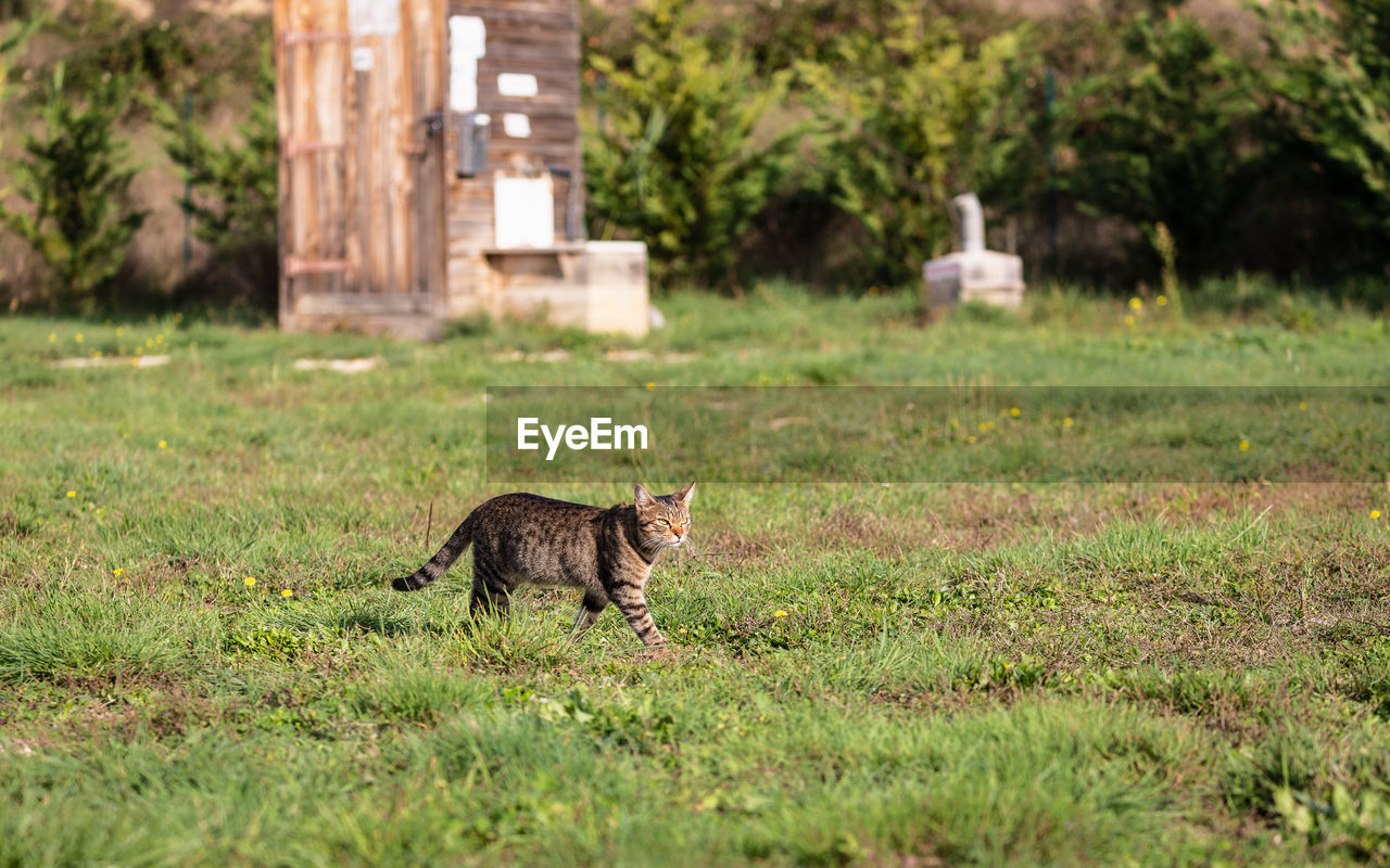 portrait of cat on field