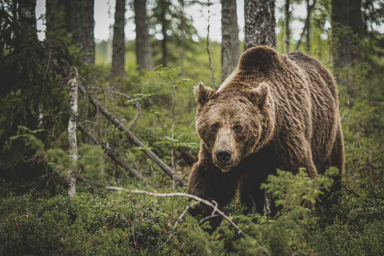  portrait of bear in forest