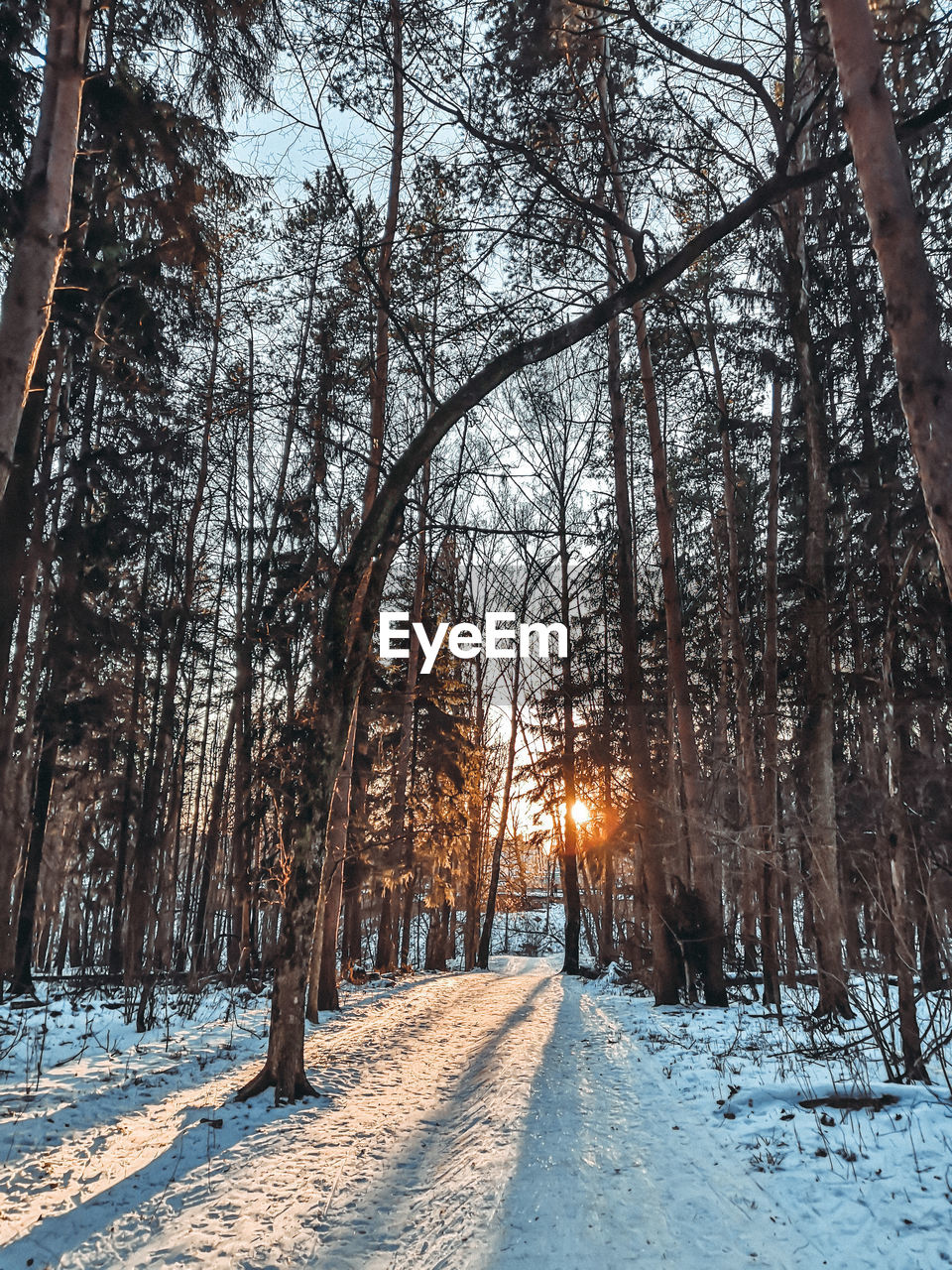 Trees on snow covered land