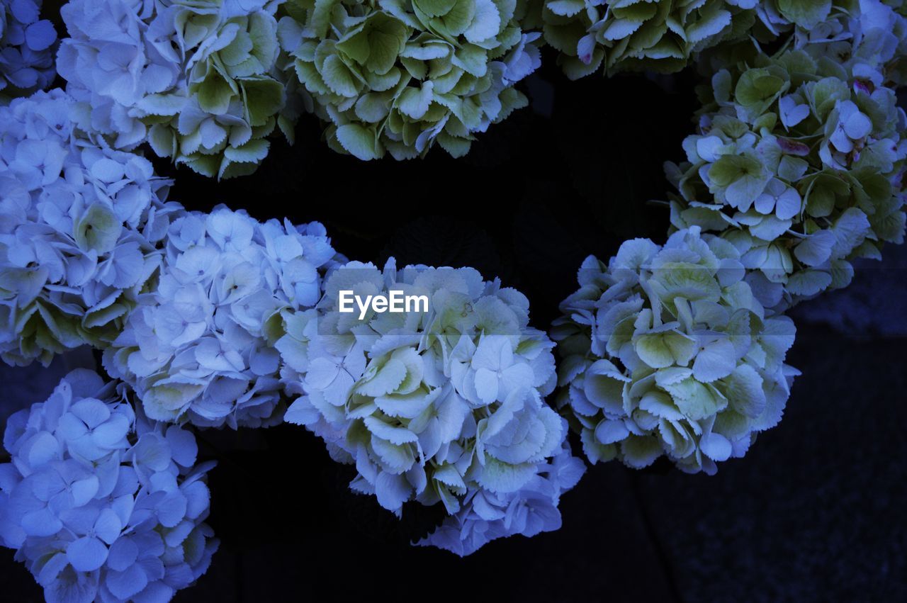 High angle view of white hydrangea flowers