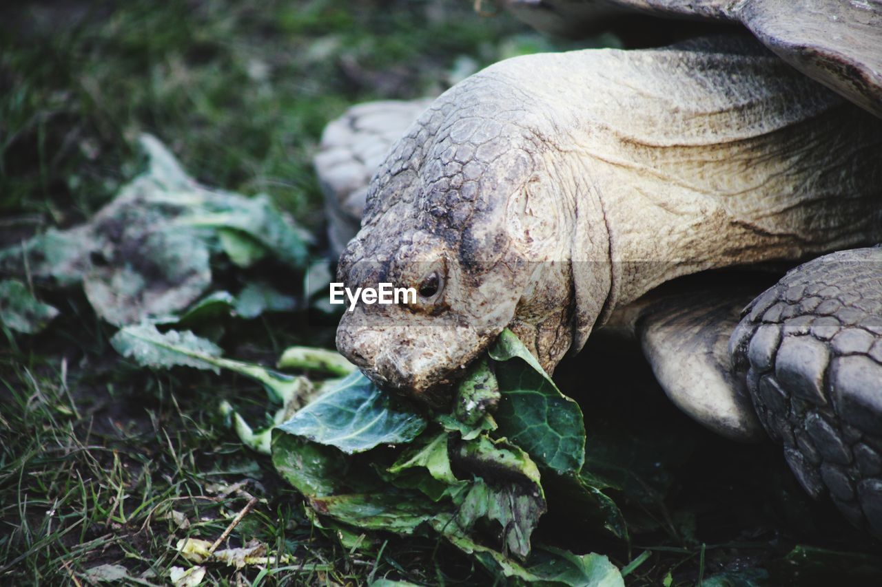 An extremely aged tortoise munching through some salad