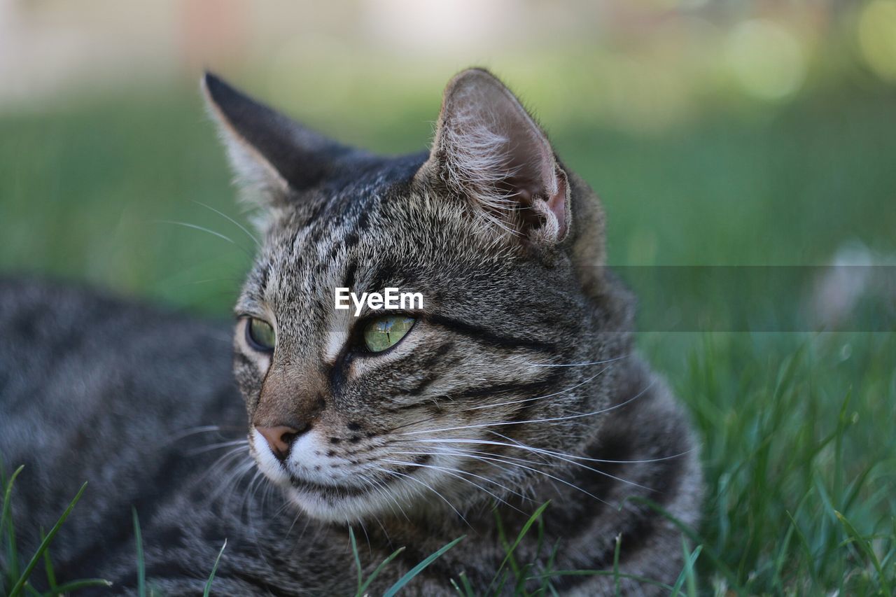 CLOSE-UP OF A CAT LOOKING AWAY ON FIELD