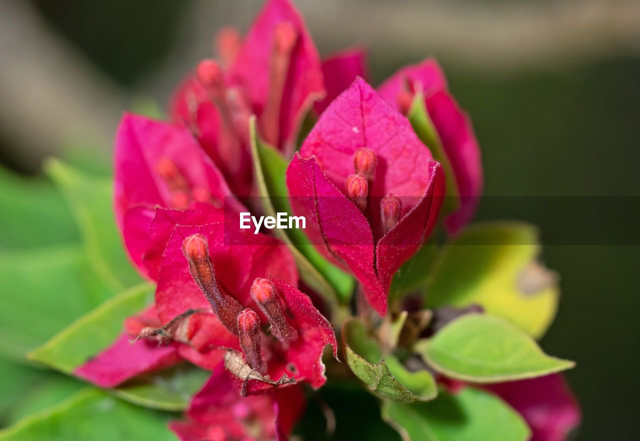 Macro Photography Of Pink Bougainvillea Flowers On Eyeem
