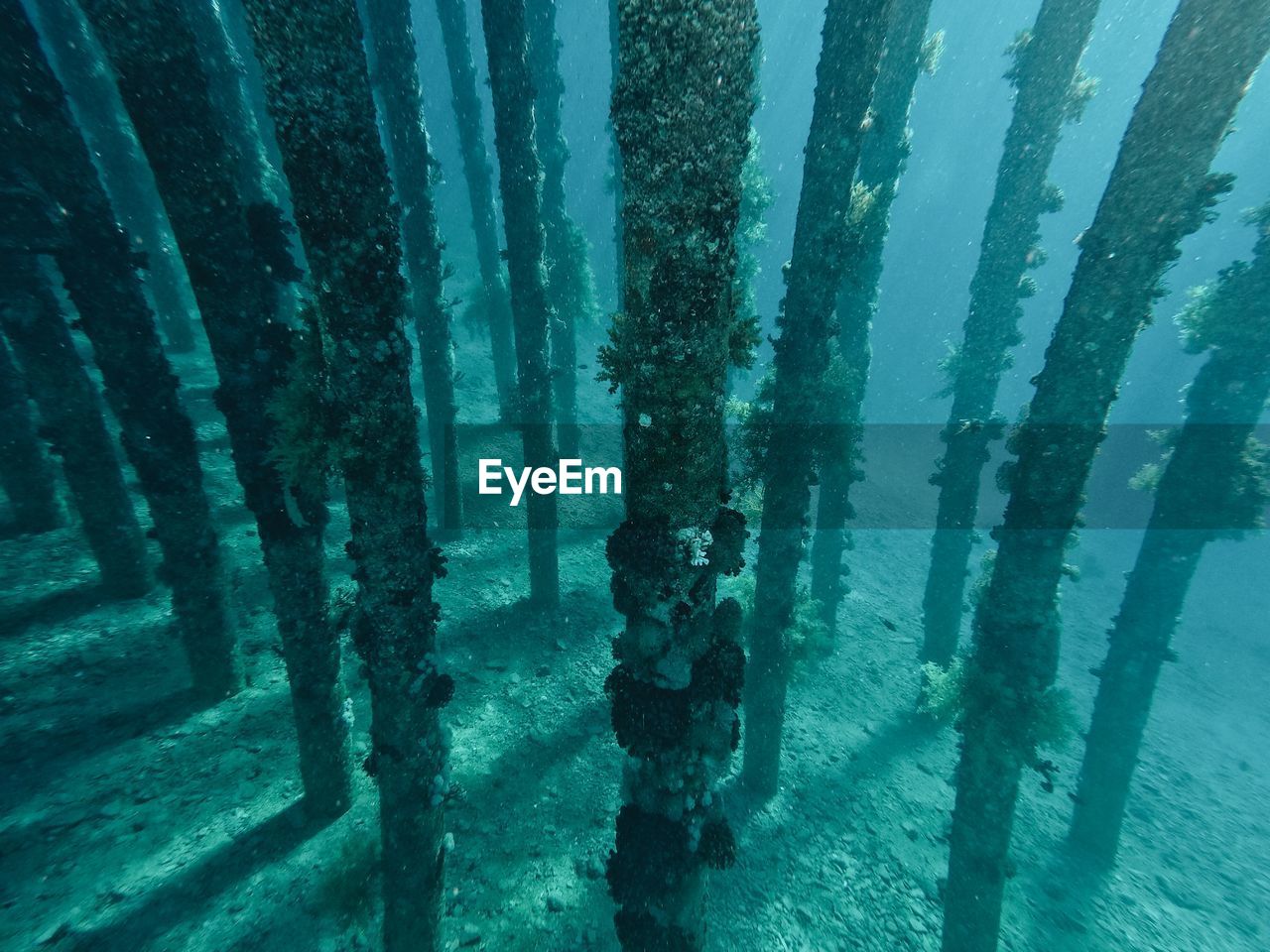 CLOSE-UP OF TREES GROWING BY SEA IN FOREST