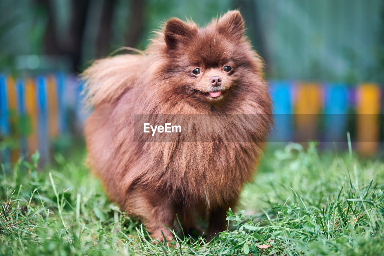 Pomeranian spitz dog in garden. cute brown pomeranian puppy, spitz pom dog, green grass background