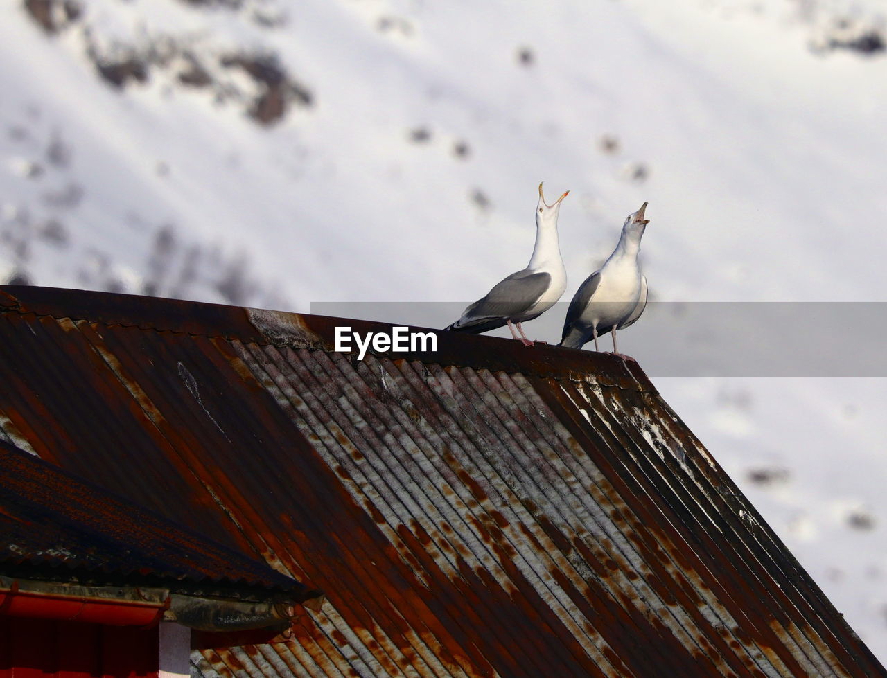 LOW ANGLE VIEW OF SEAGULLS PERCHING ON ROOF AGAINST SNOW