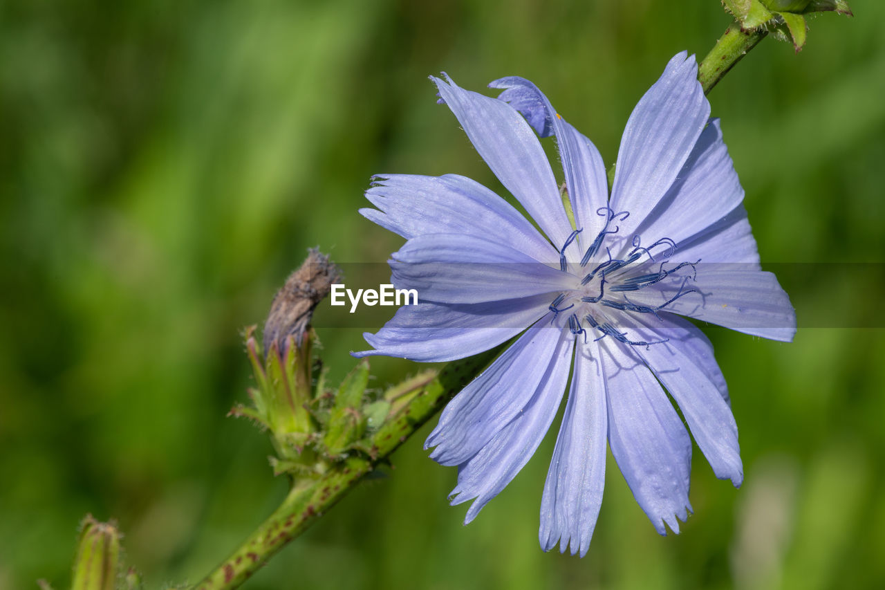 Close up of a common chicory  flower in bloom