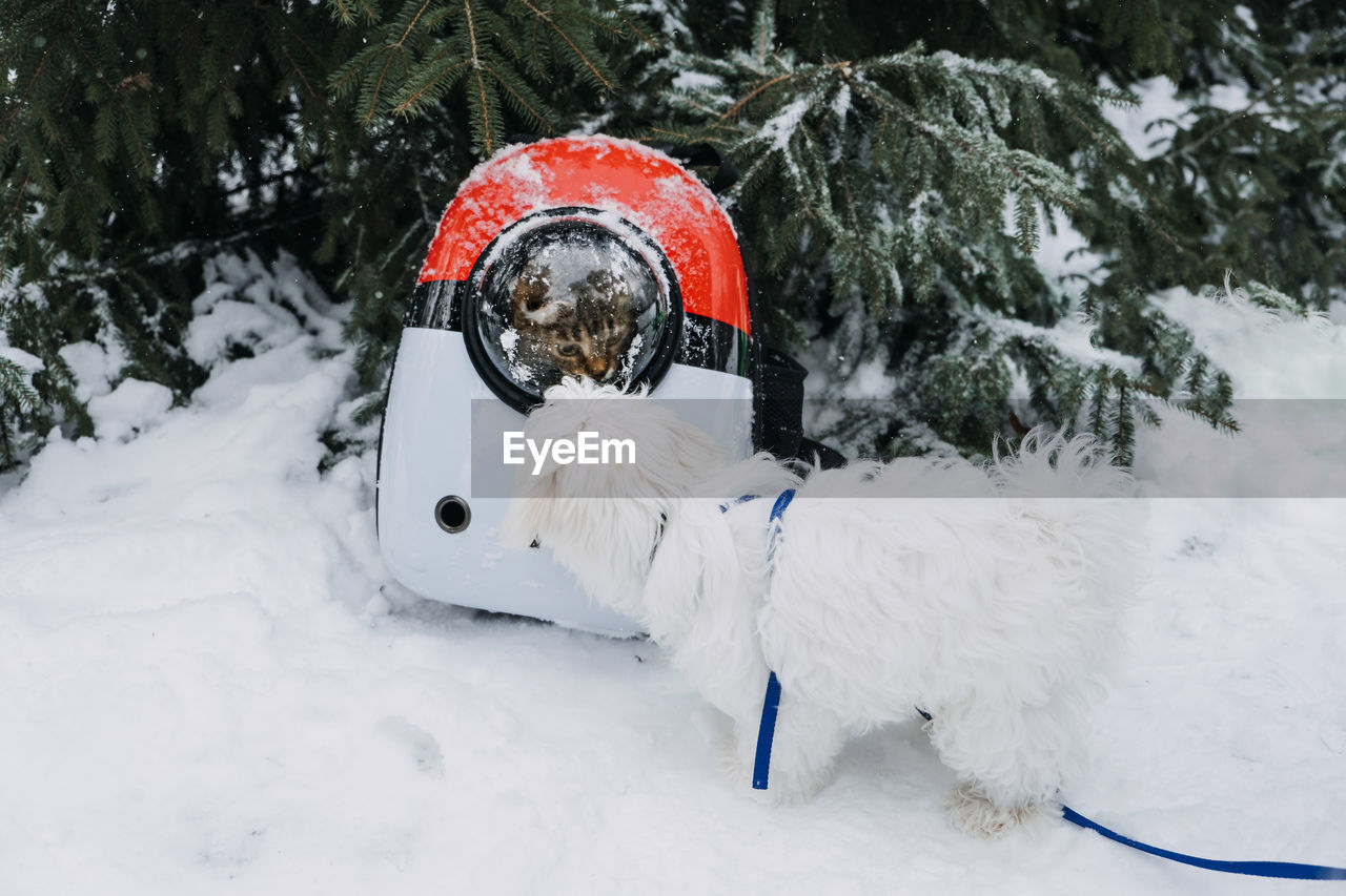 Cat in pet carrier backpack in winter park, forest. bubble backpack carrier for cats, 