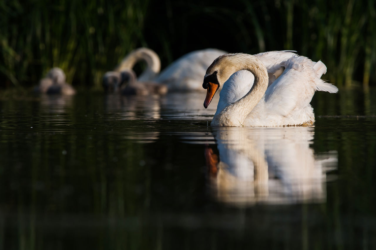 Family of mute swan cygnus olor on a feeding ground with young at dawn