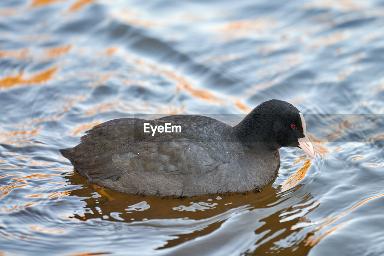 Eurasian or australian coot, fulica atra. coot floating on blue water, close up.
