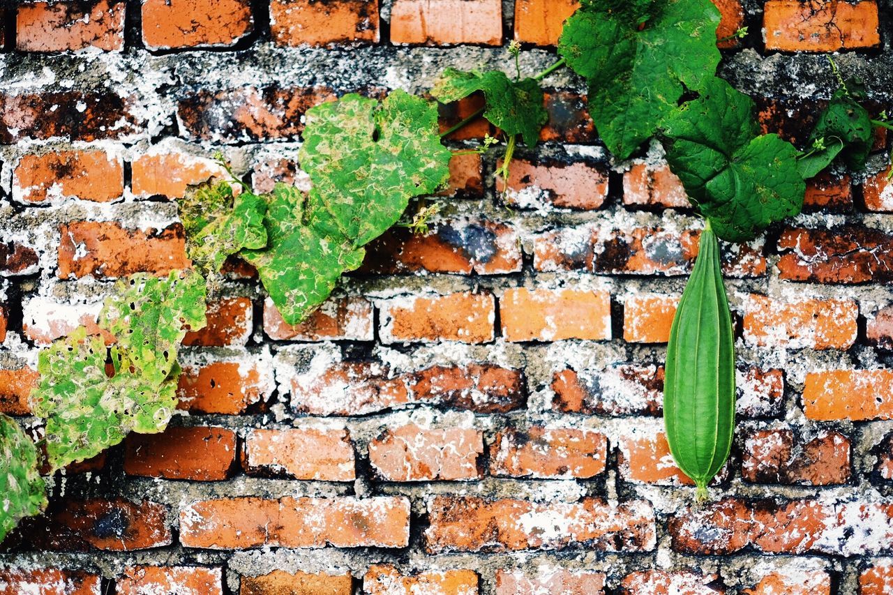 Plant growing on old brick wall