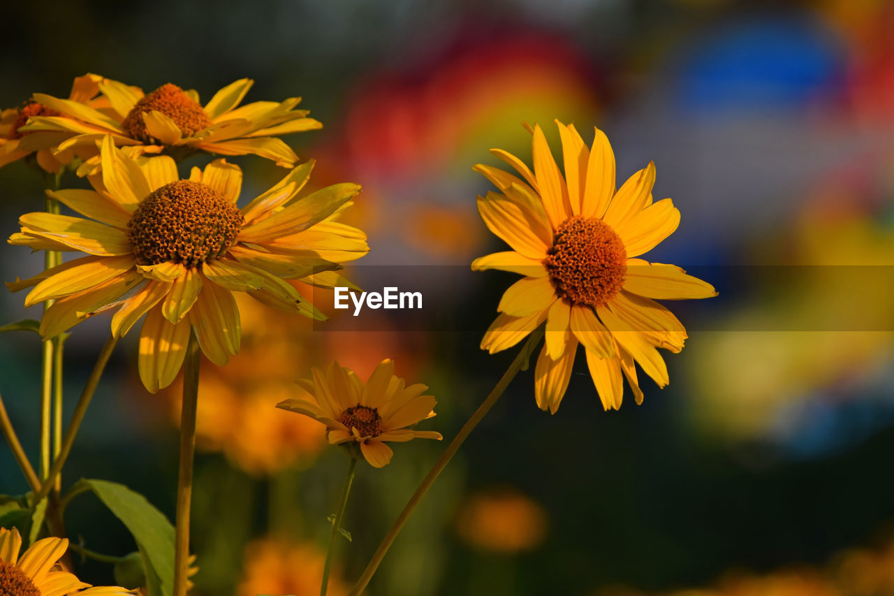 Close-up of yellow flowers against blurred background