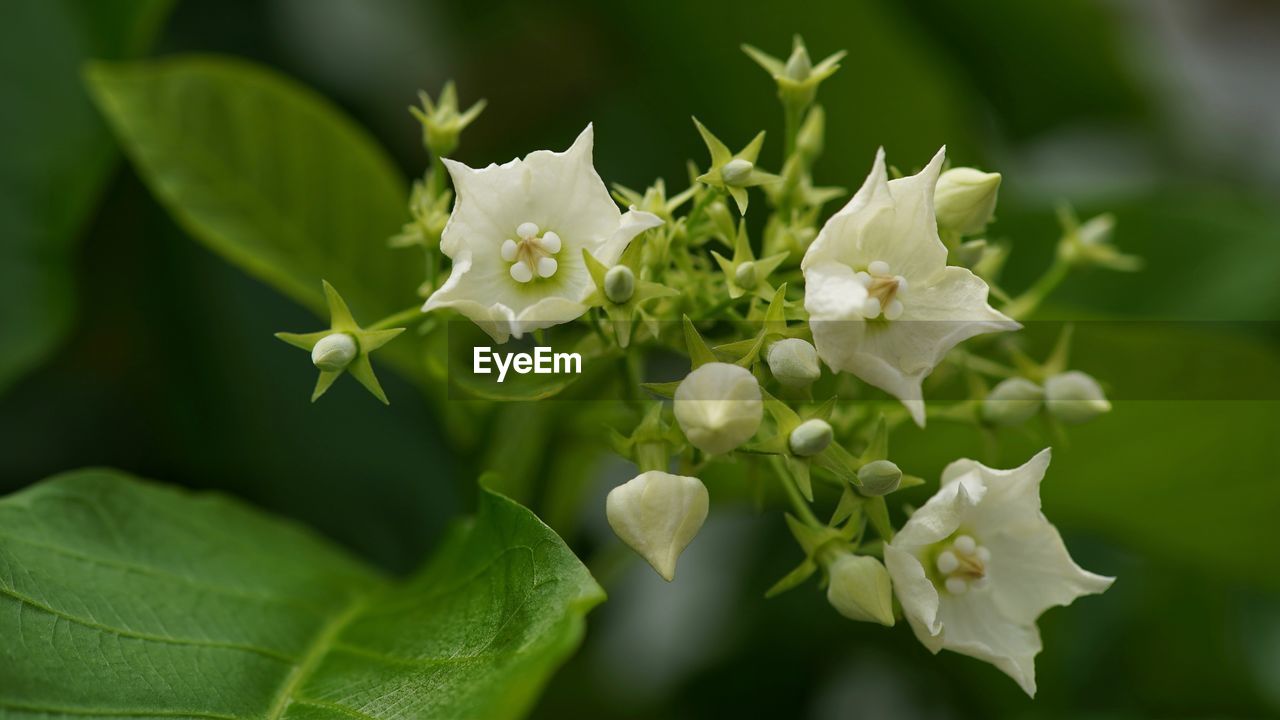 CLOSE-UP OF WHITE FLOWERING PLANT WITH FLOWERS