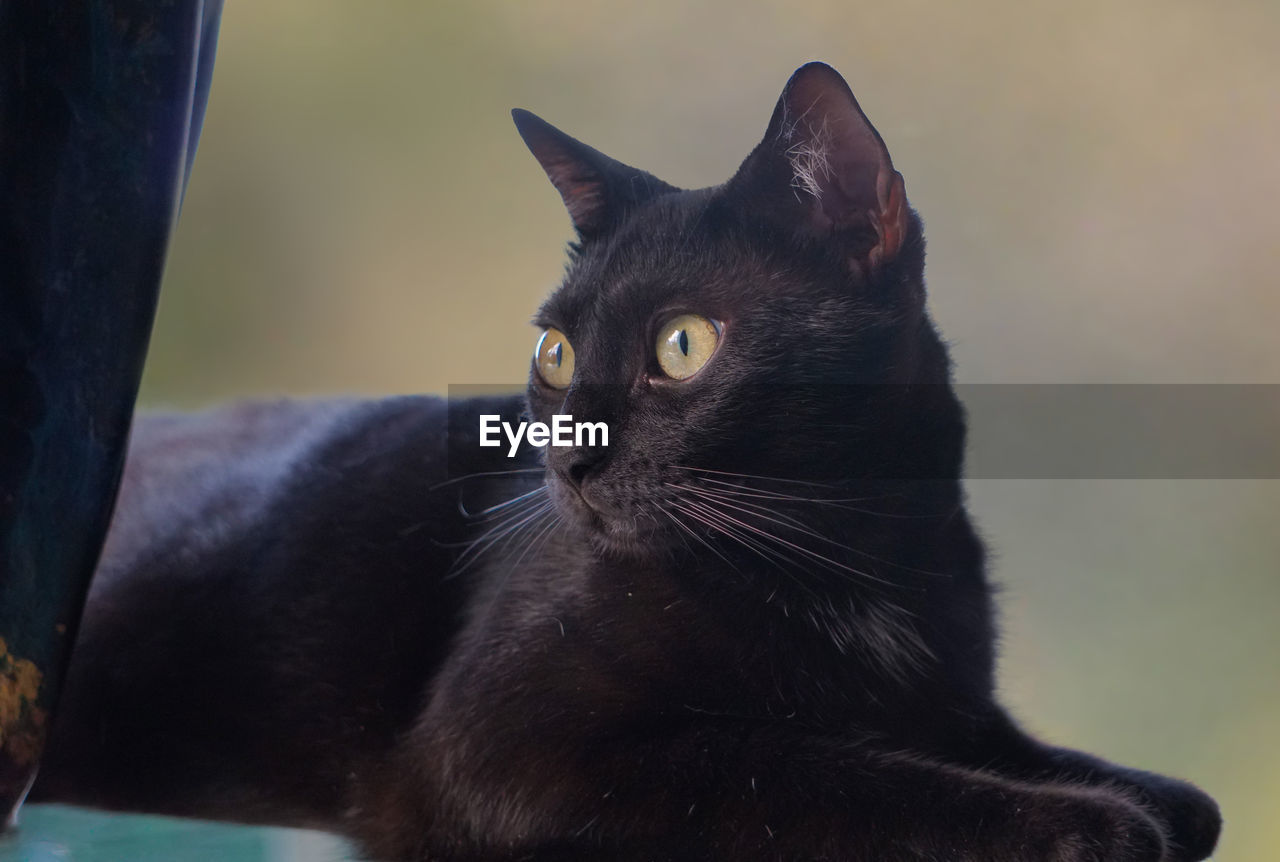 CLOSE-UP OF CAT SITTING