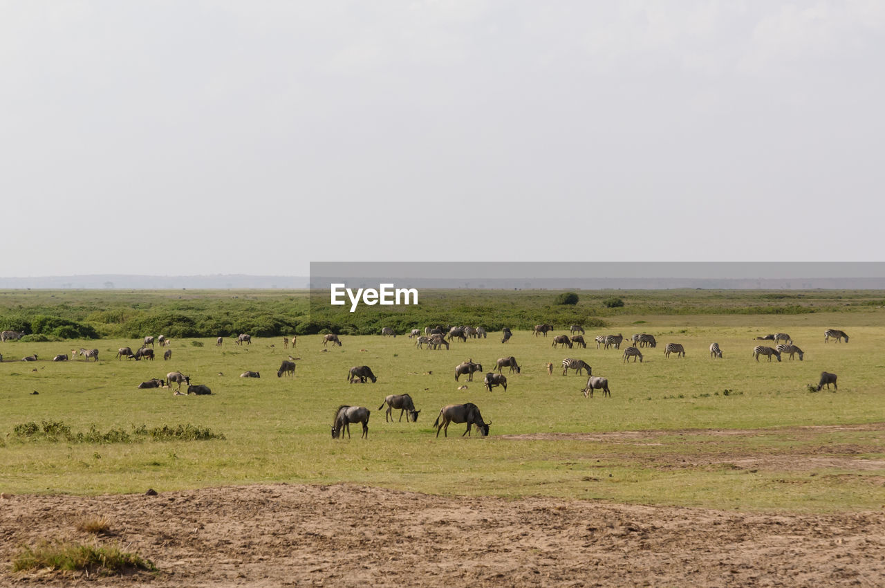 FLOCK OF SHEEP GRAZING IN FIELD