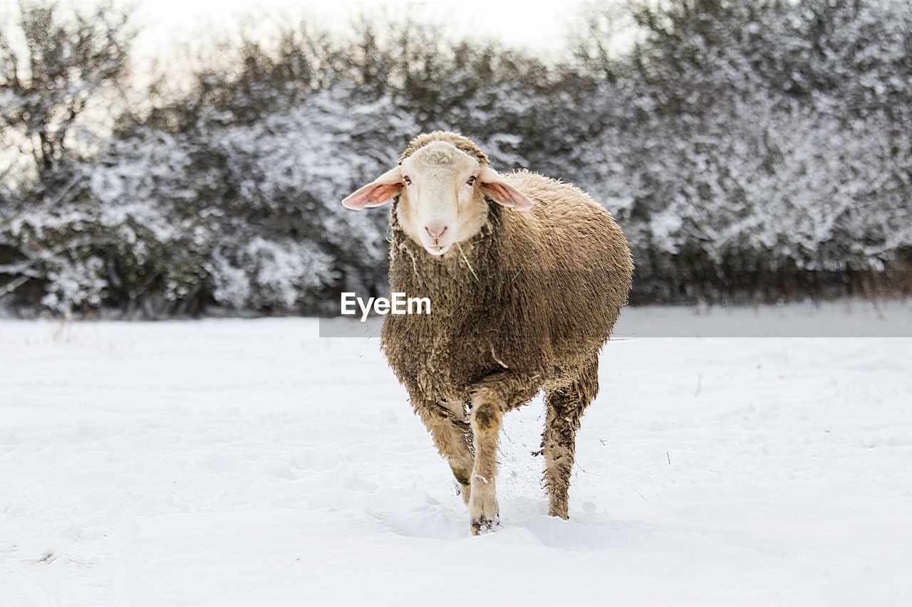 Sheep standing on snow covered field