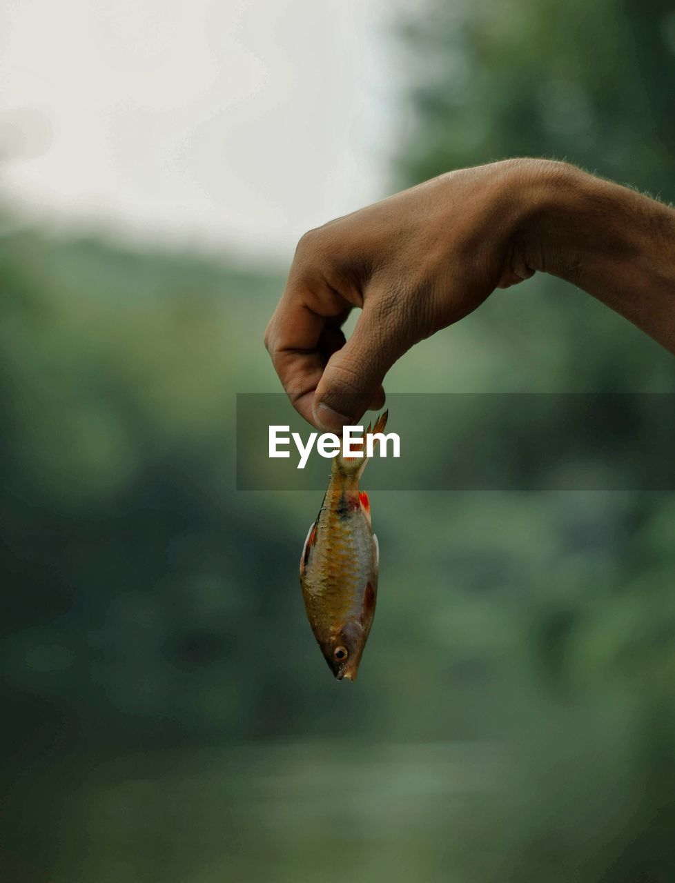 Close-up of hand holding fish