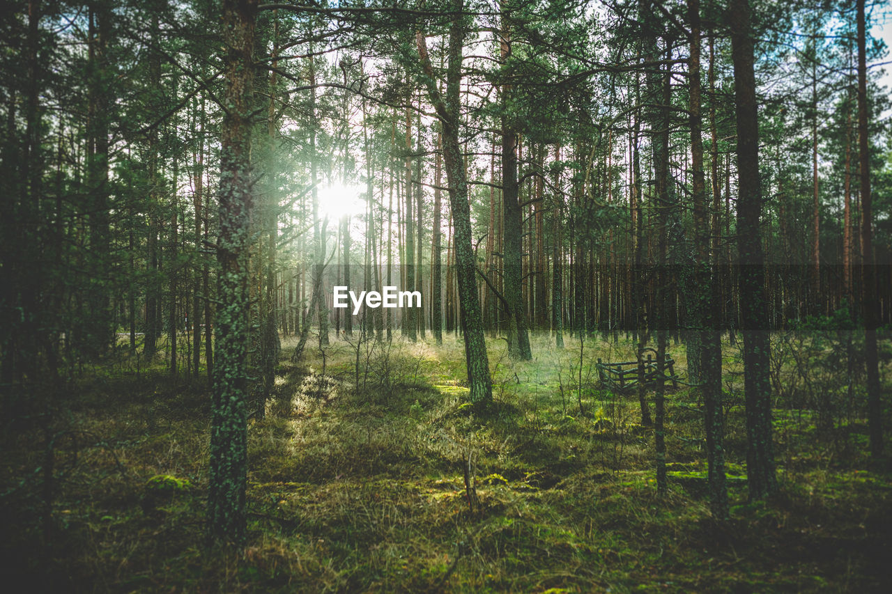 Trees in forest