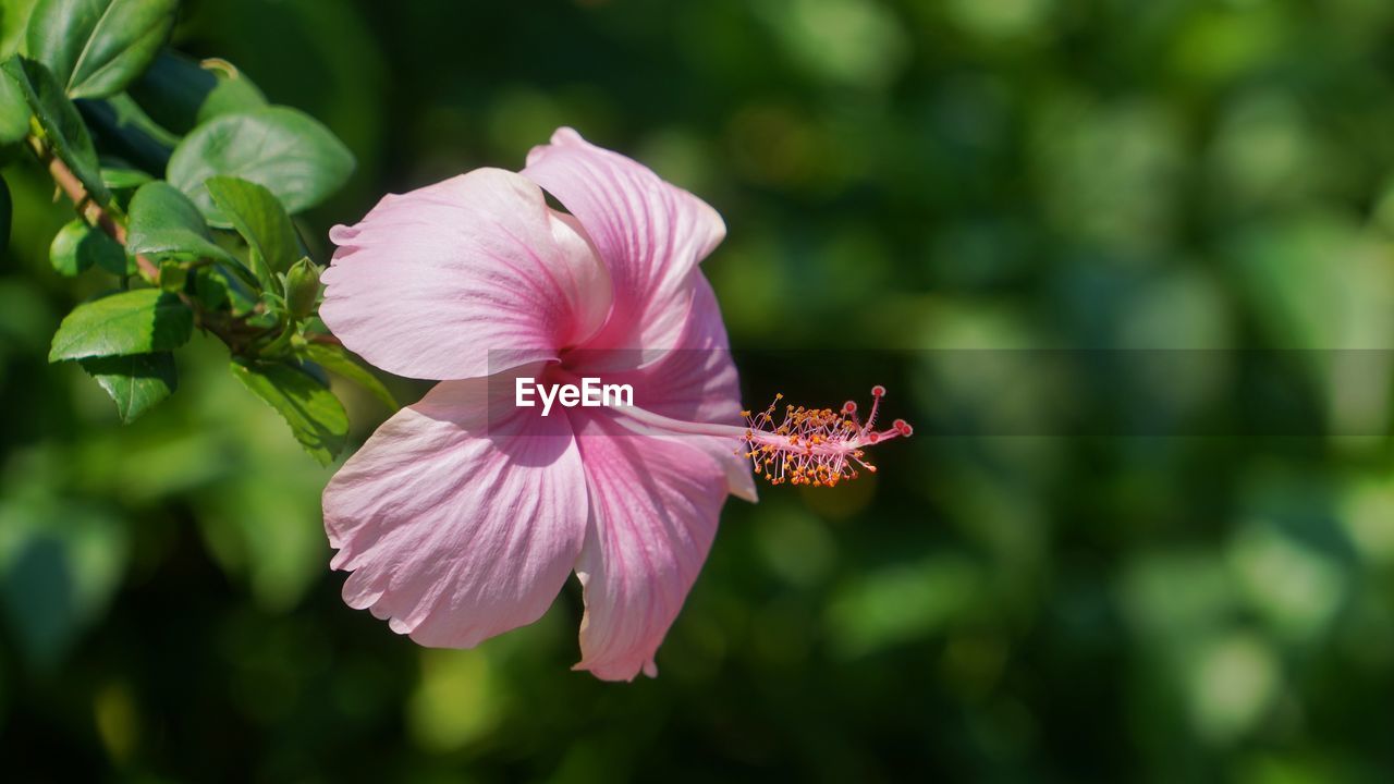 CLOSE-UP OF PINK HIBISCUS AGAINST BLURRED BACKGROUND