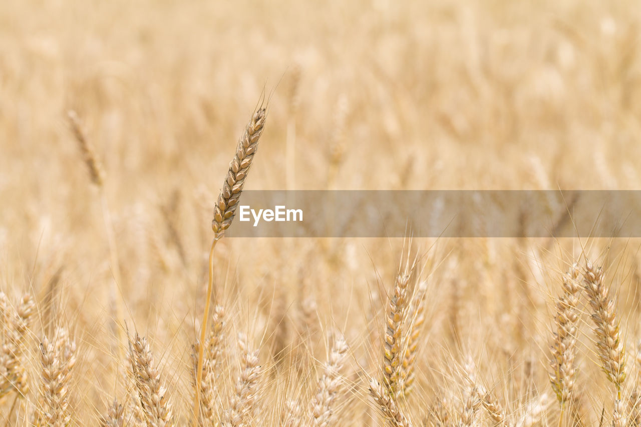 Agriculture Crop Cereal Plant Wheat Land Field On Eyeem