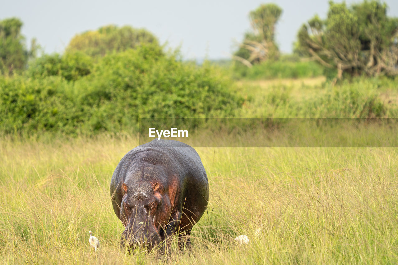 Hippo, hippopotamus amphibius, national parks of uganda