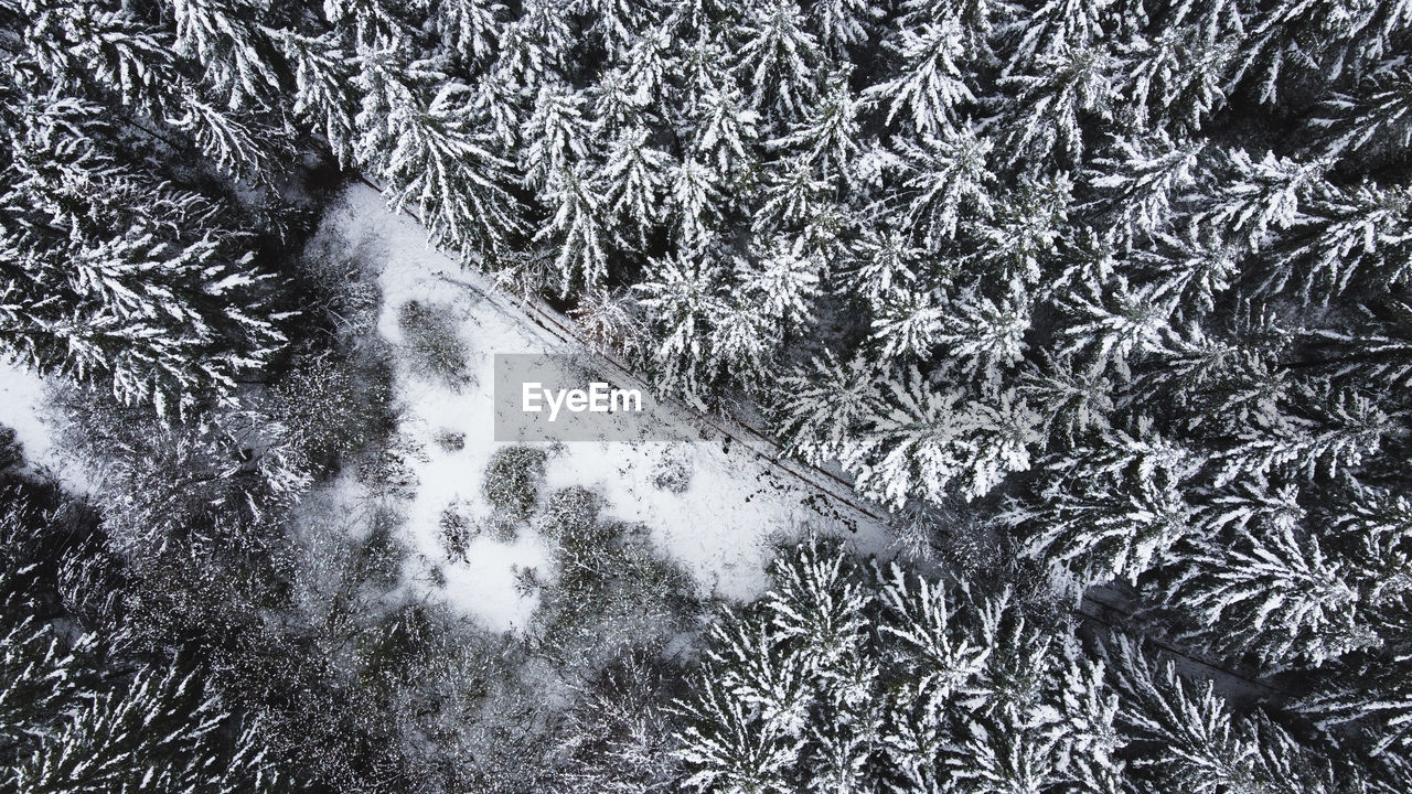 High angle view of snow covered forest