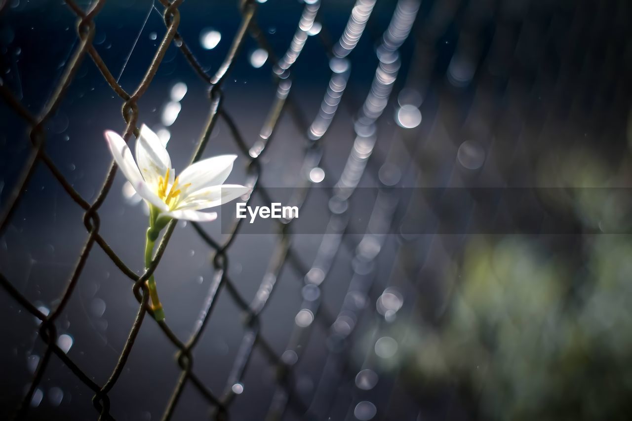 CLOSE-UP OF WET FLOWER ON RAINY SEASON
