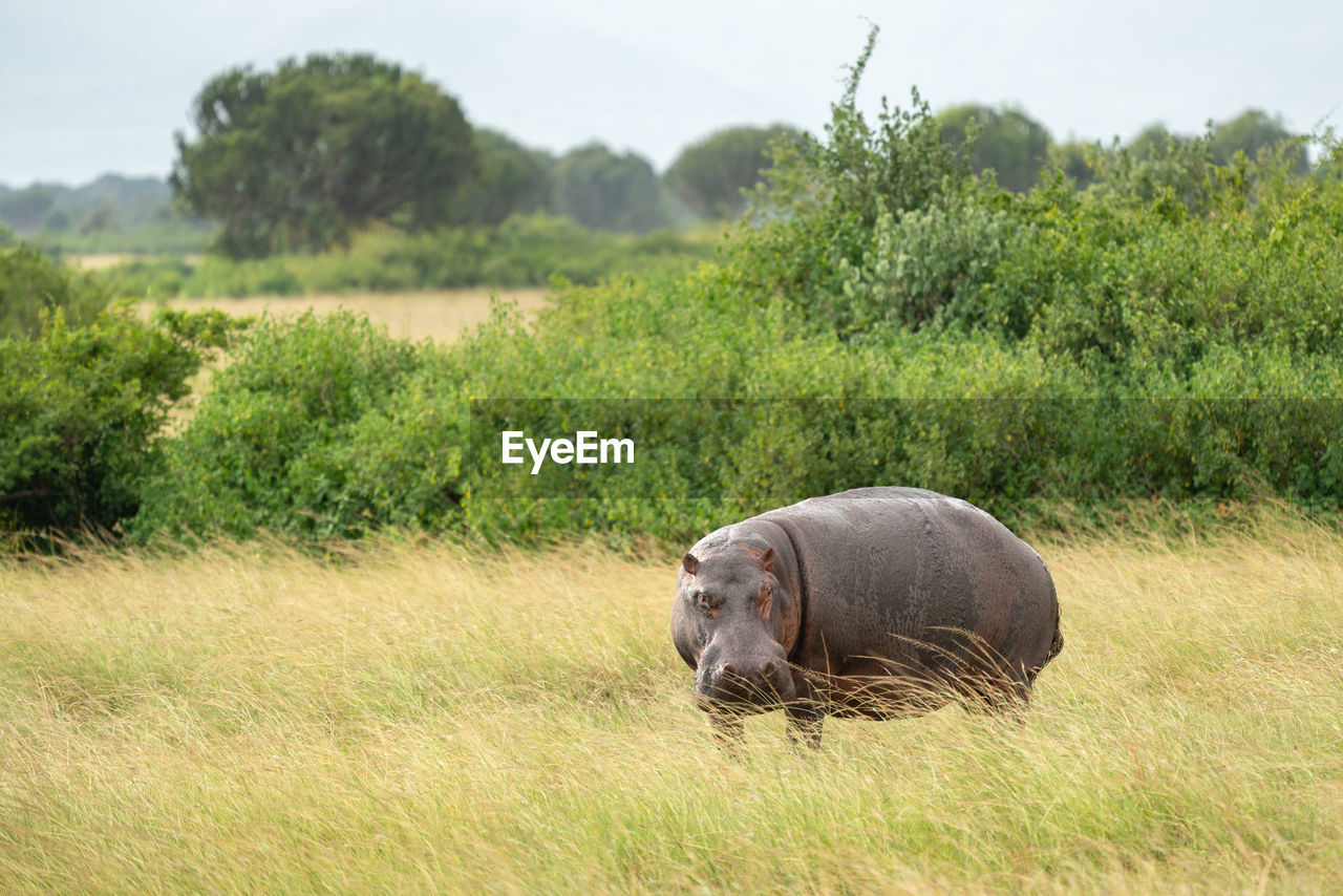 Hippo, hippopotamus amphibius, national parks of uganda