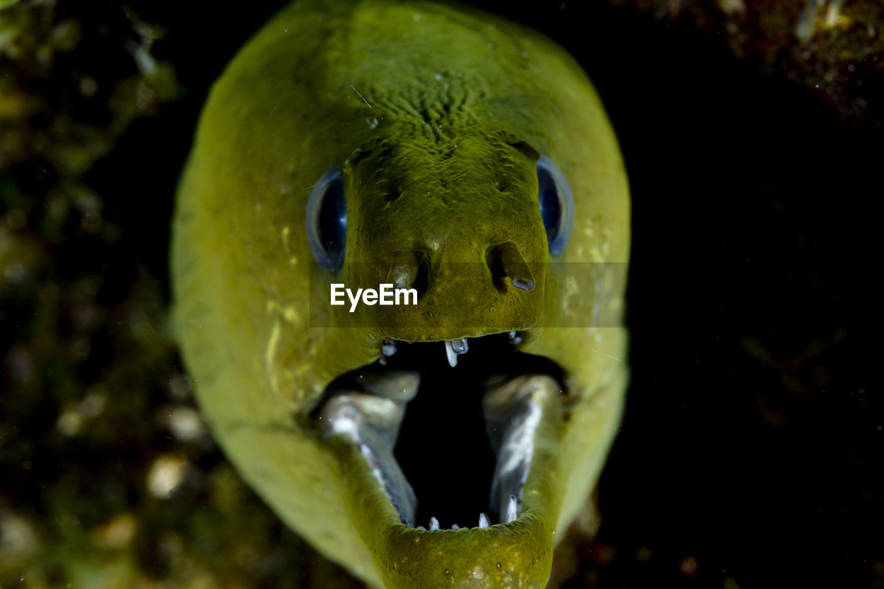 CLOSE-UP OF FISH UNDERWATER