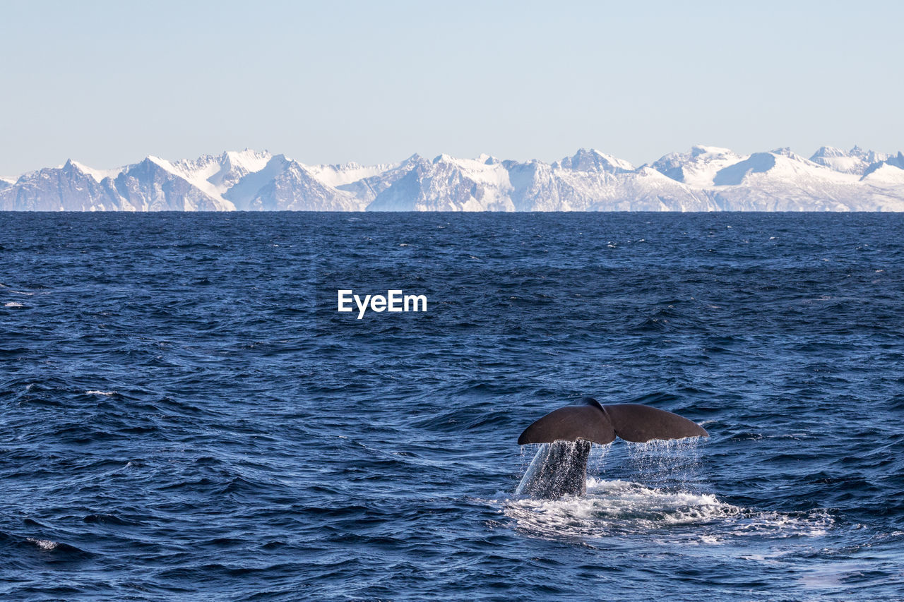 Whale swimming in sea by snow mountains against sky