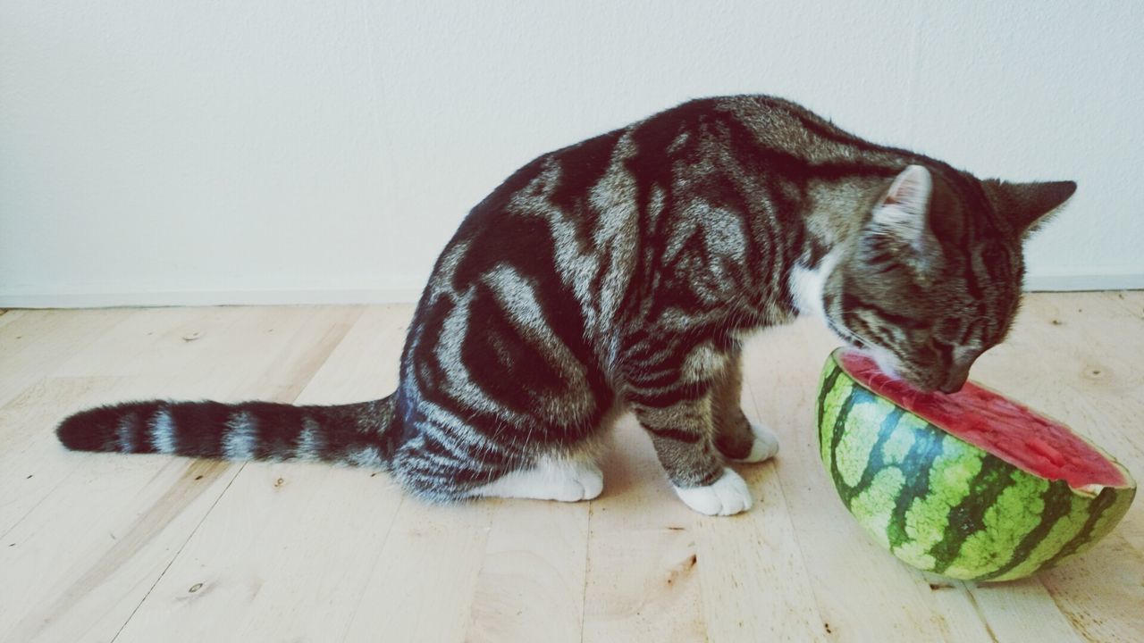 Side view of cat smelling watermelon