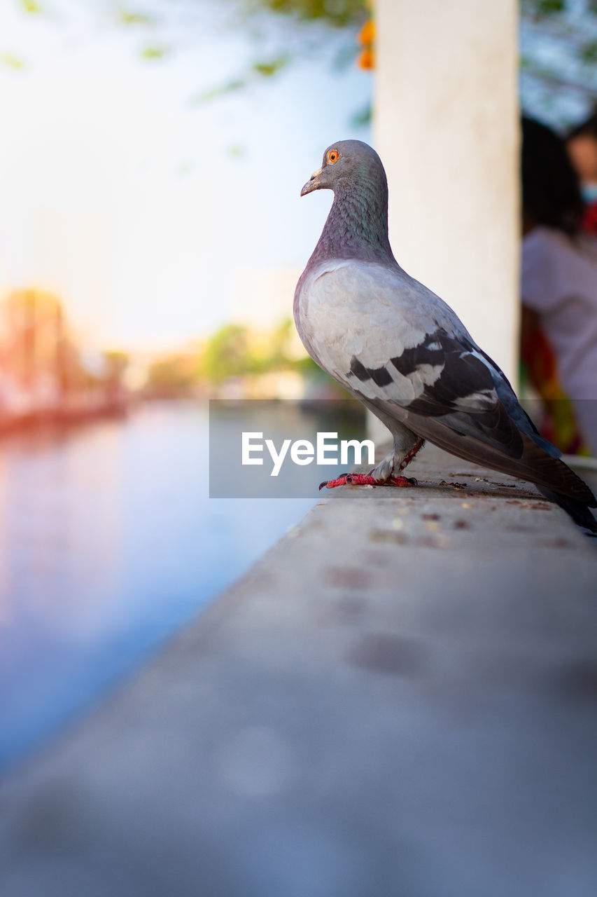 CLOSE-UP OF PIGEON PERCHING ON RAILING