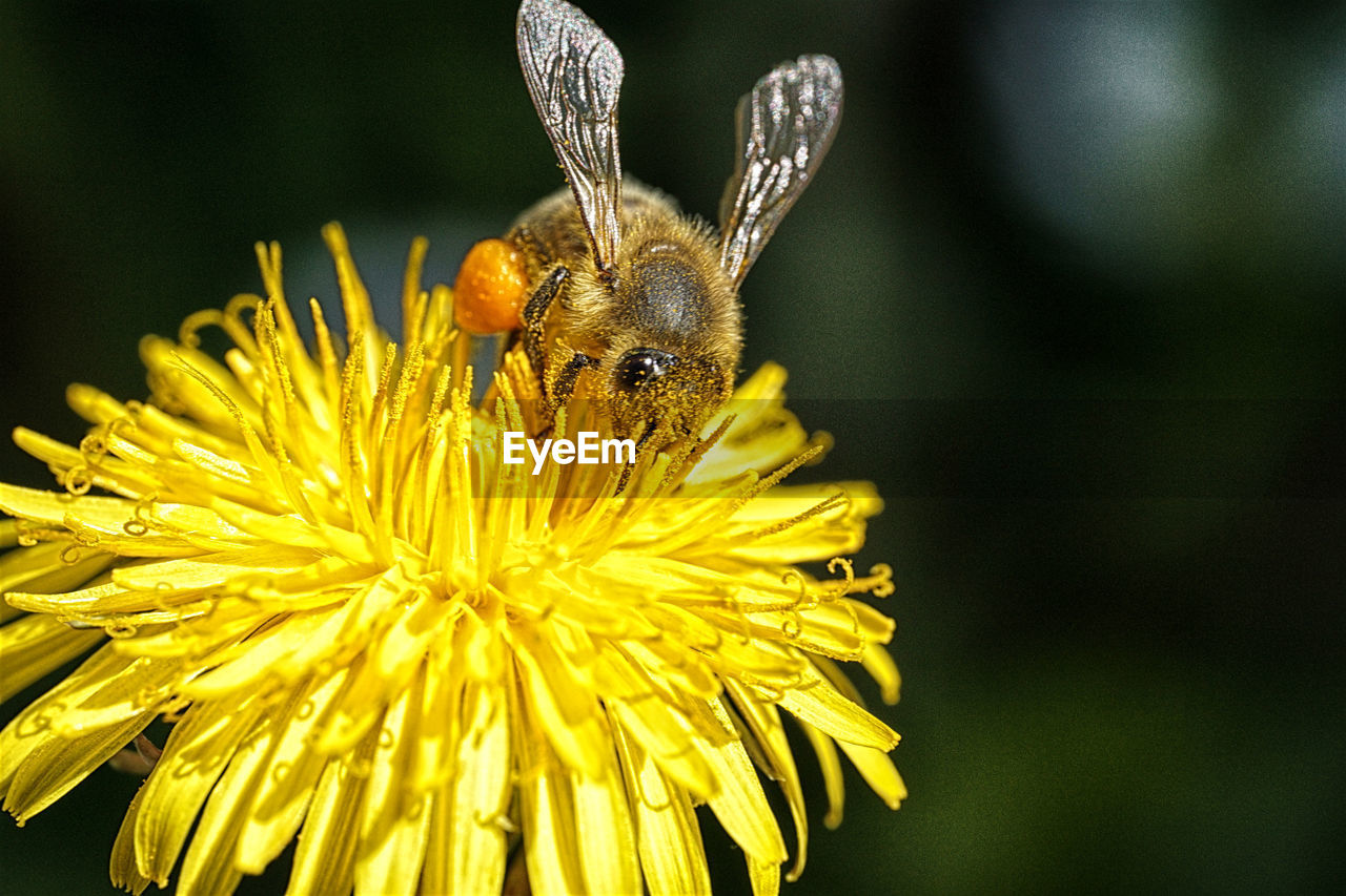 close-up of honey bee on flower