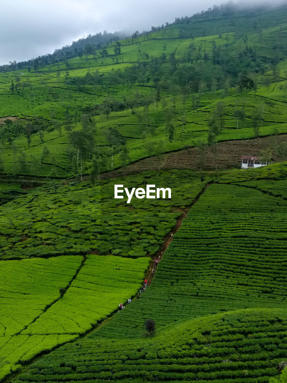 SCENIC VIEW OF AGRICULTURAL LANDSCAPE