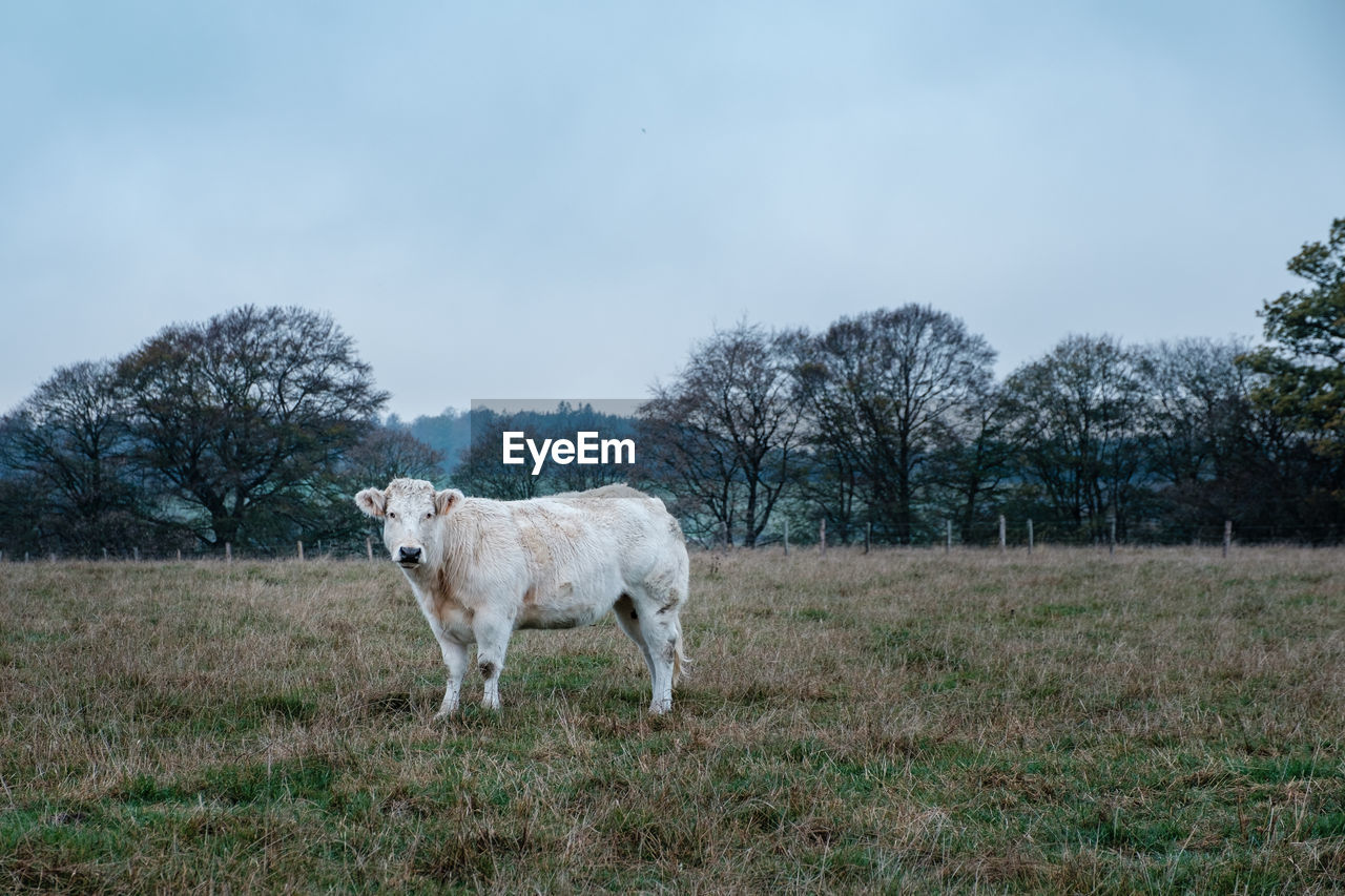 VIEW OF HORSE STANDING ON FIELD